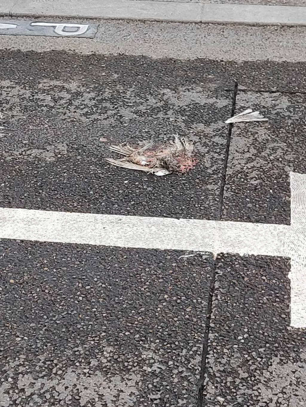Animal mort sur voie publique