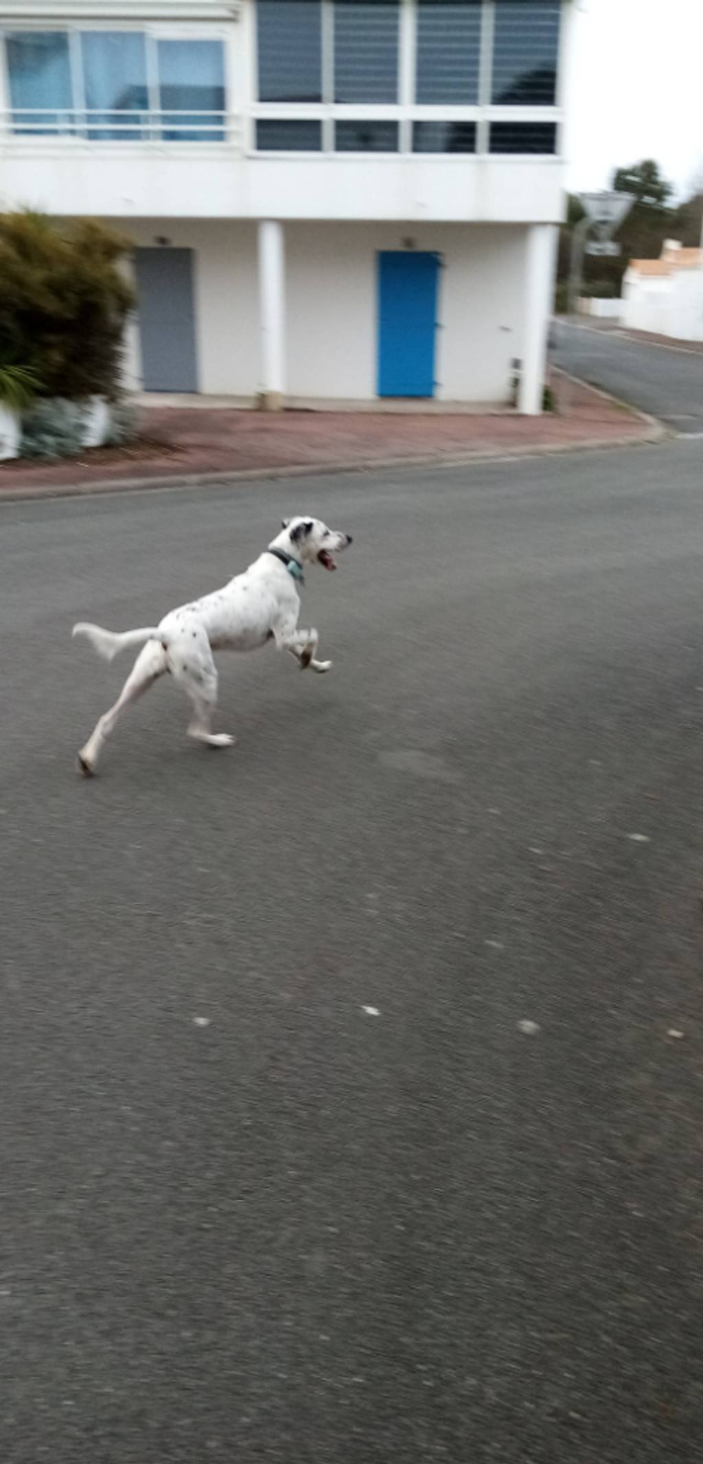 Photo 3 - Chien divaguant dangereux