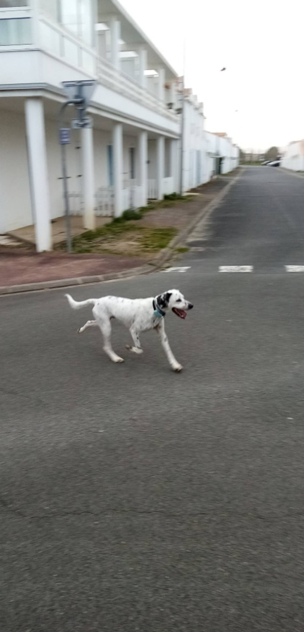 Photo 2 - Chien divaguant dangereux