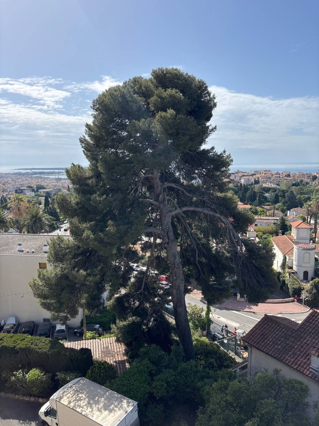 Arbre non entretenu dangereux