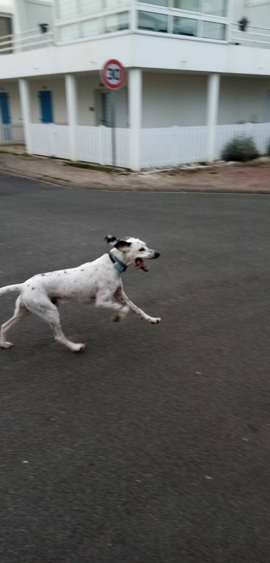 Chien divaguant dangereux