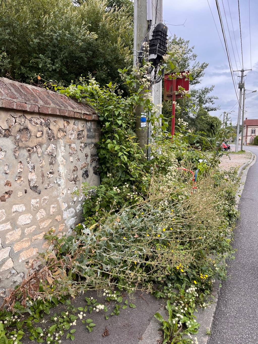 Photo 2 - Végétation envahissante trottoir