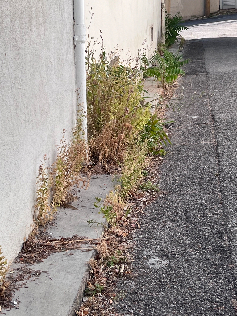Herbes sauvages impasse