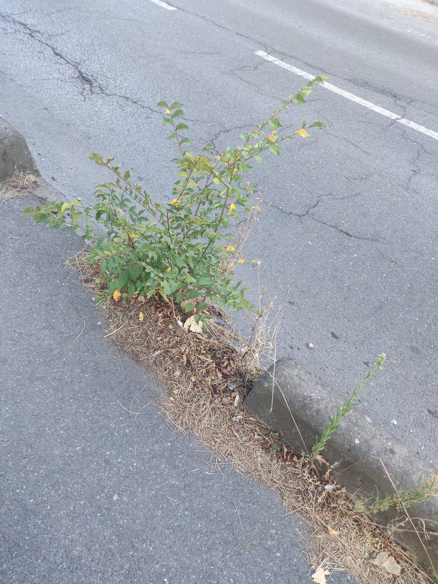 Signalement Végétation envahissante trottoir
