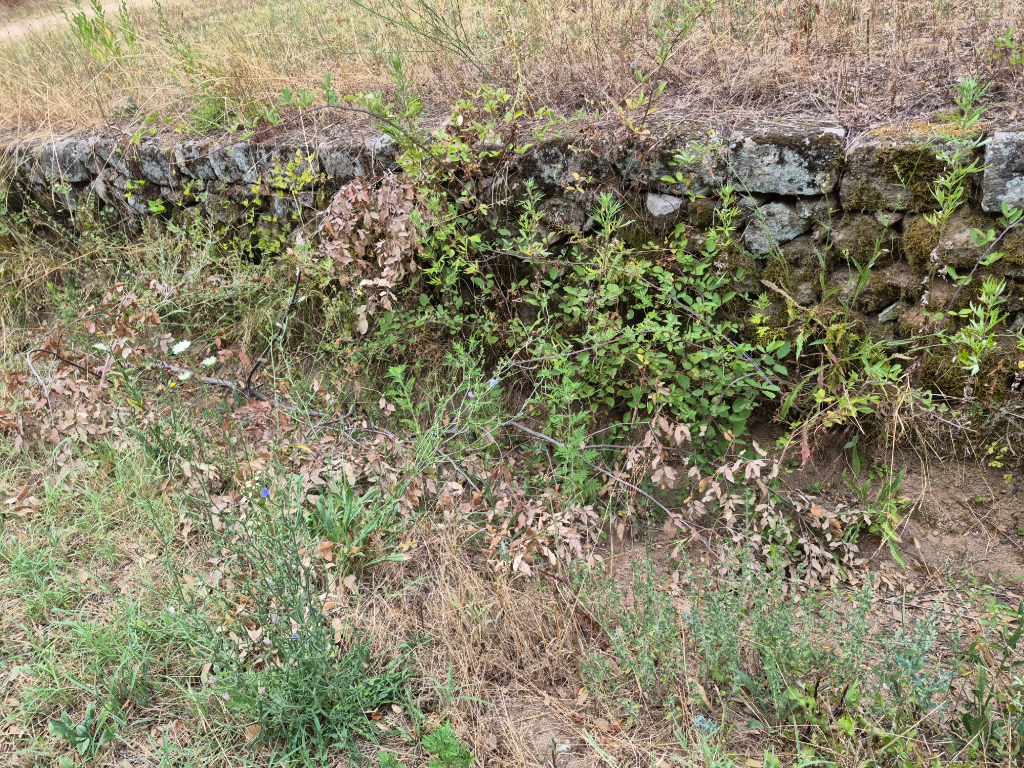 Déchets verts encombrants