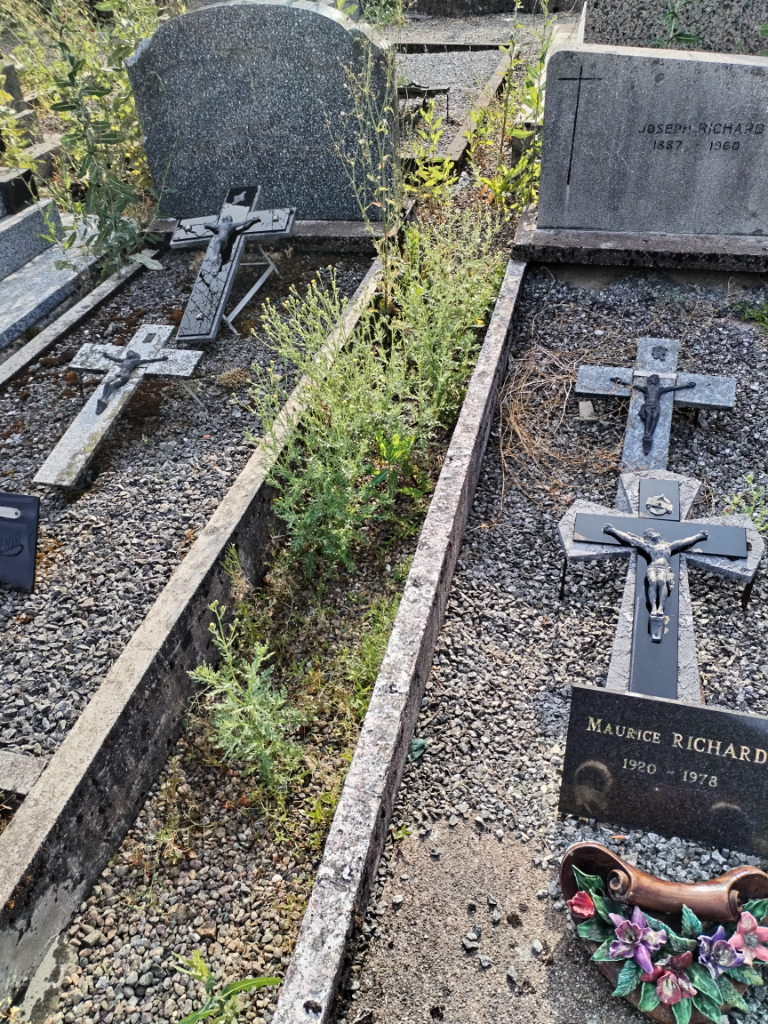 Photo 2 - Allées de cimetière envahies