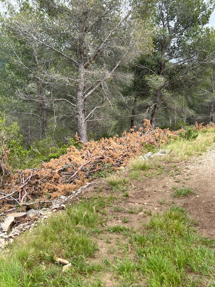 Déchets végétaux risque incendie