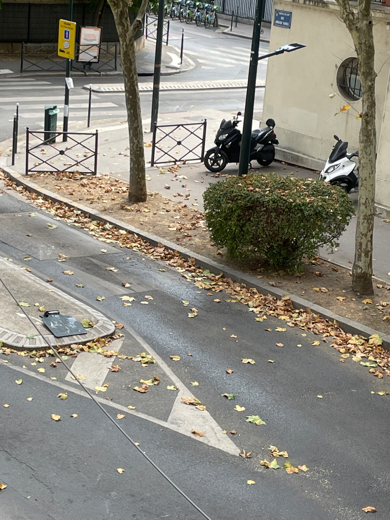Photo 3 - Platanes feuilles malades