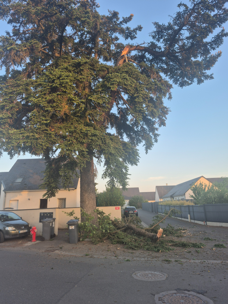 Arbre dangereux endommageant véhicules