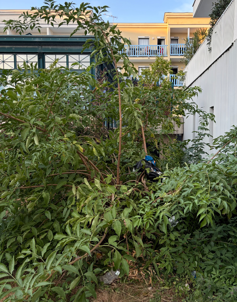 Signalement Déchets accrochés dans arbre