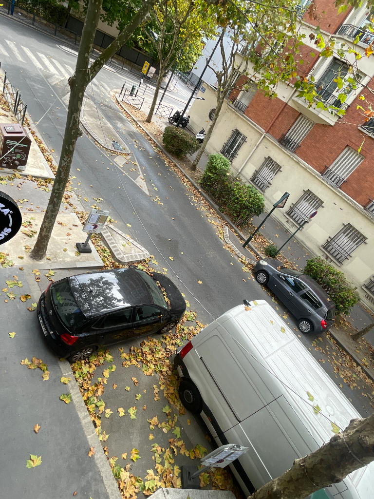 Platanes feuilles malades
