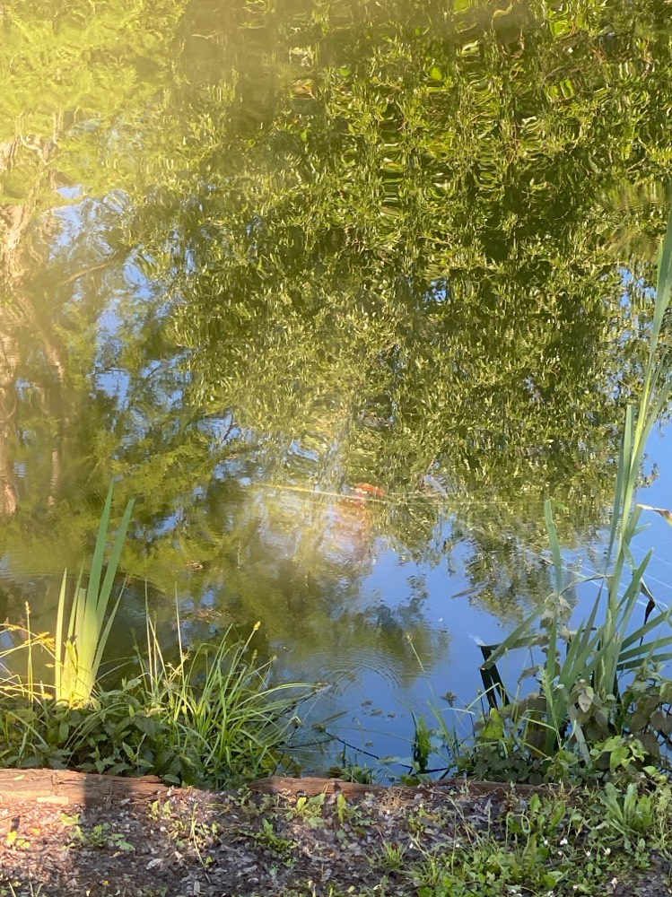 Caddie abandonné dans l'eau