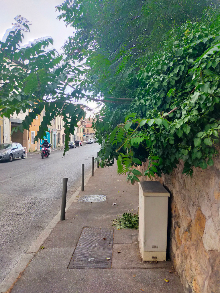 Photo 2 - Arbres à élaguer