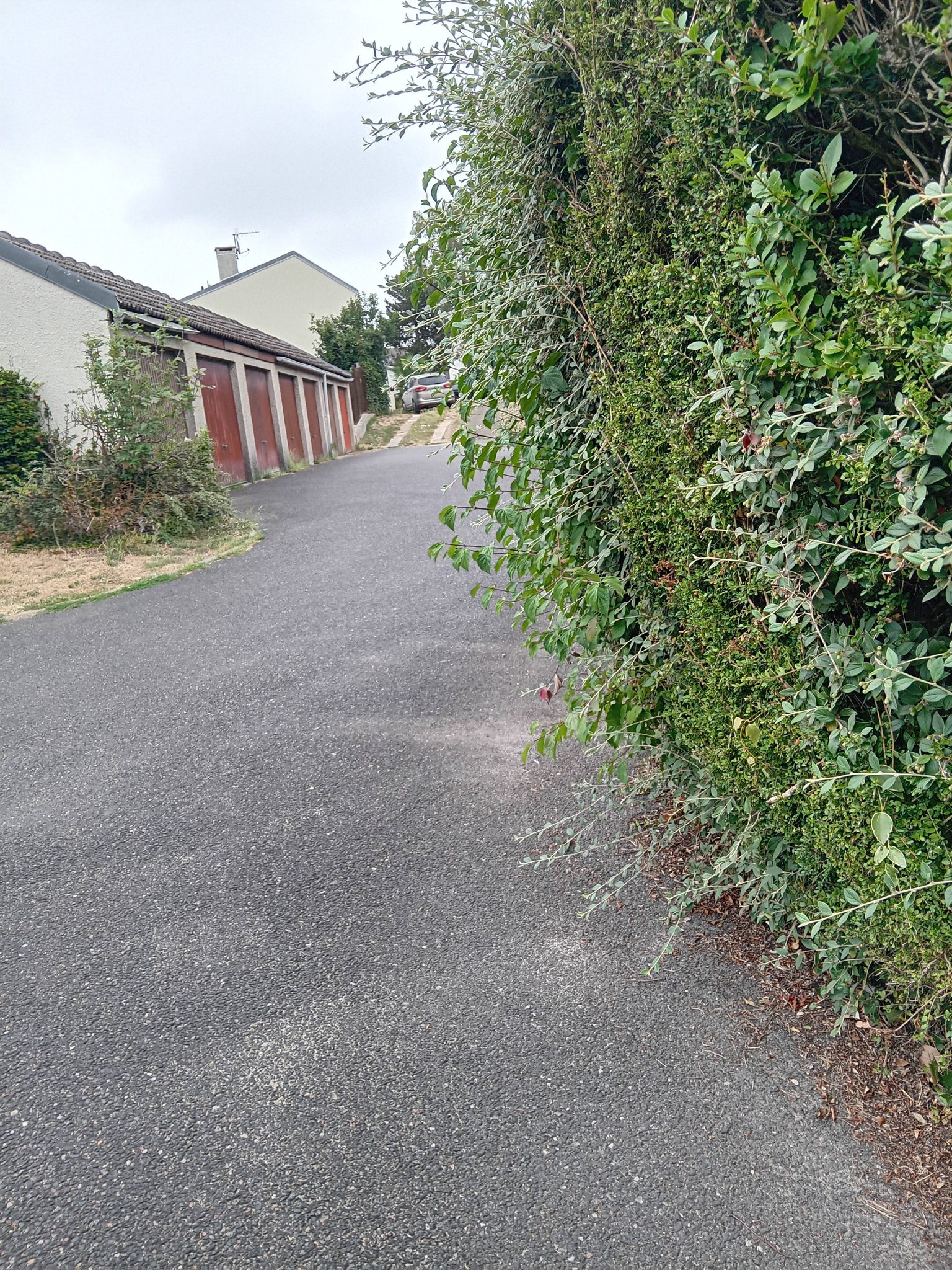 Signalement Végétation envahissante chaussée