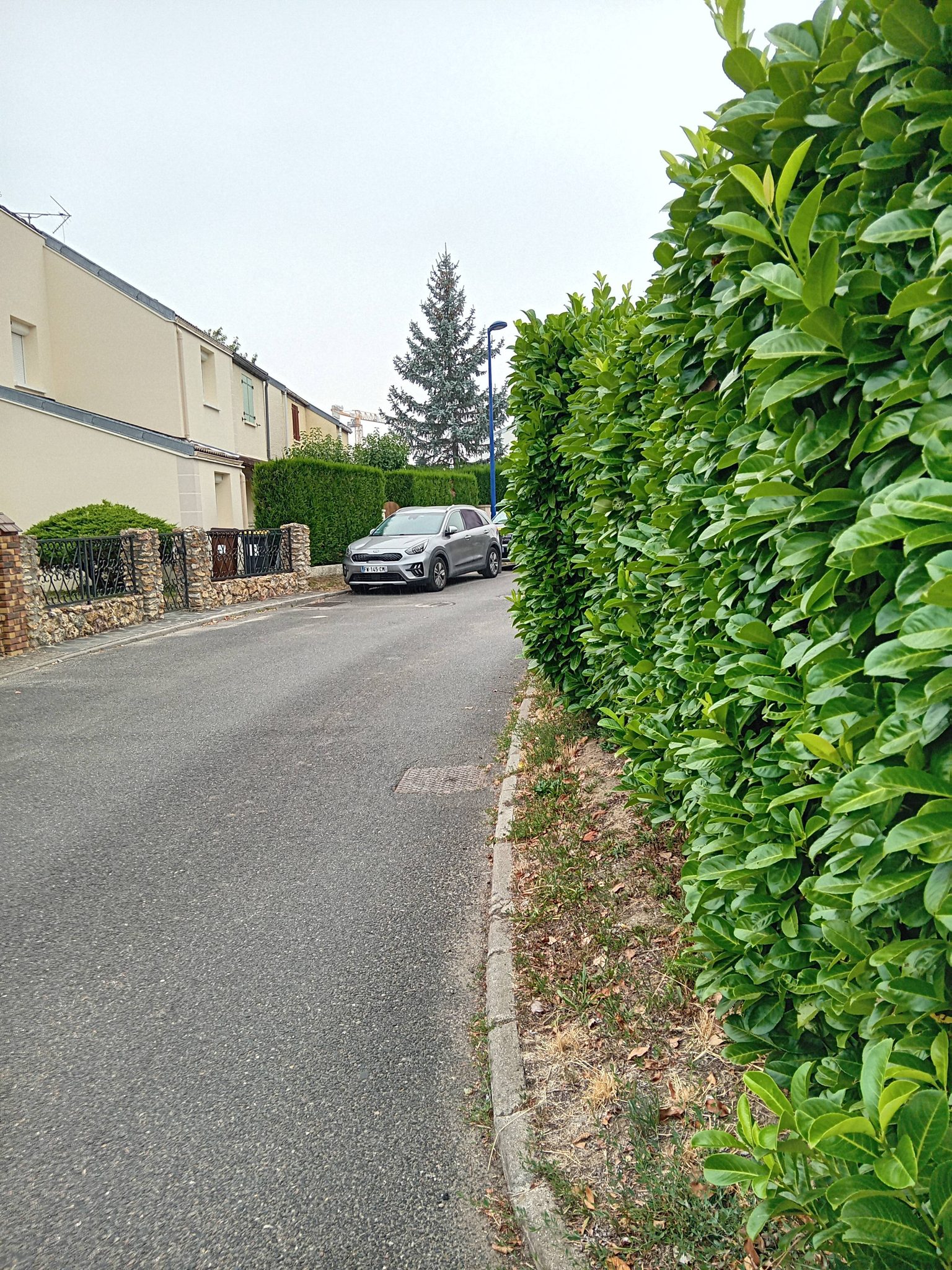 Signalement Végétation envahissante chaussée