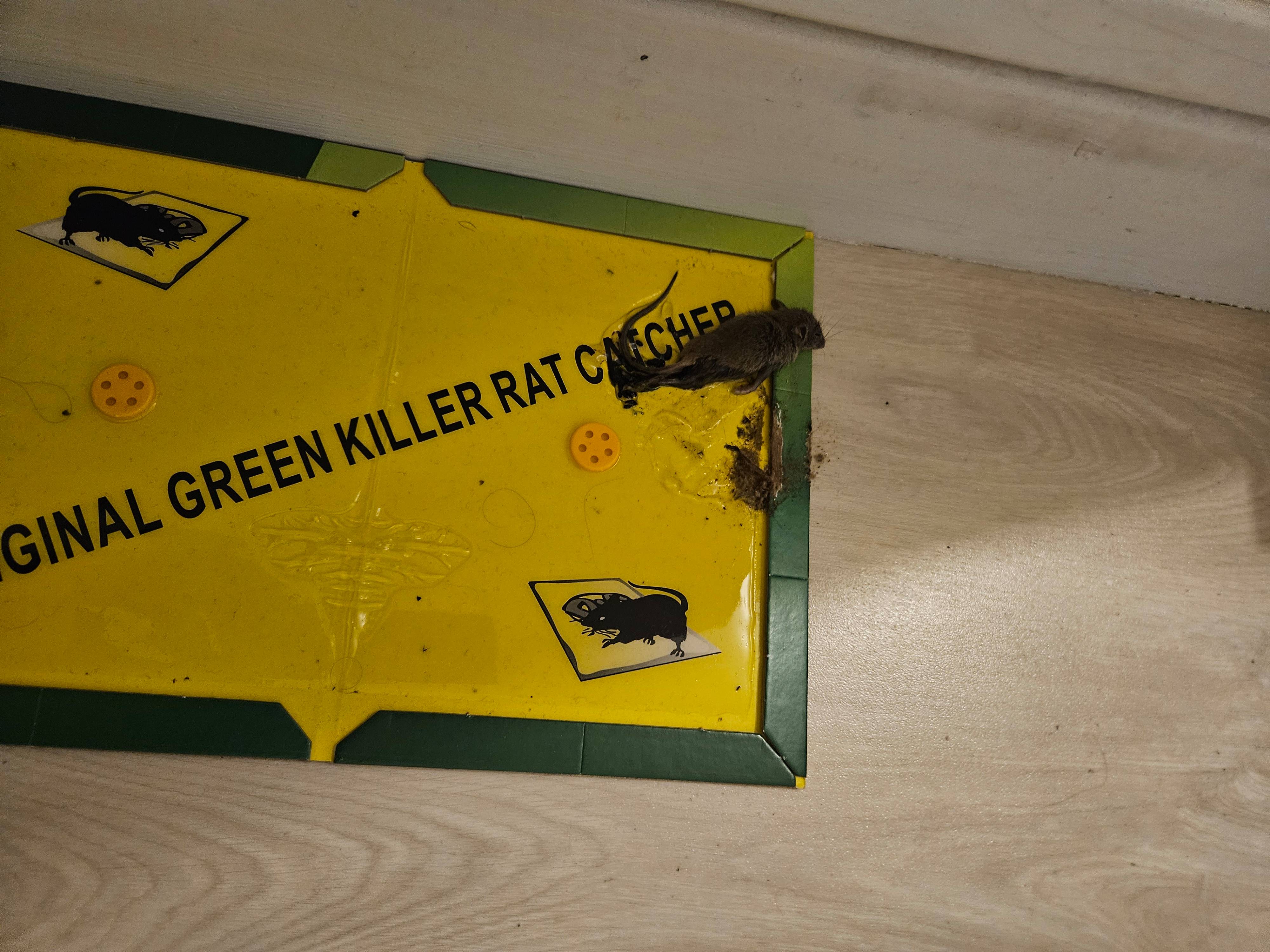 Infestation de souris