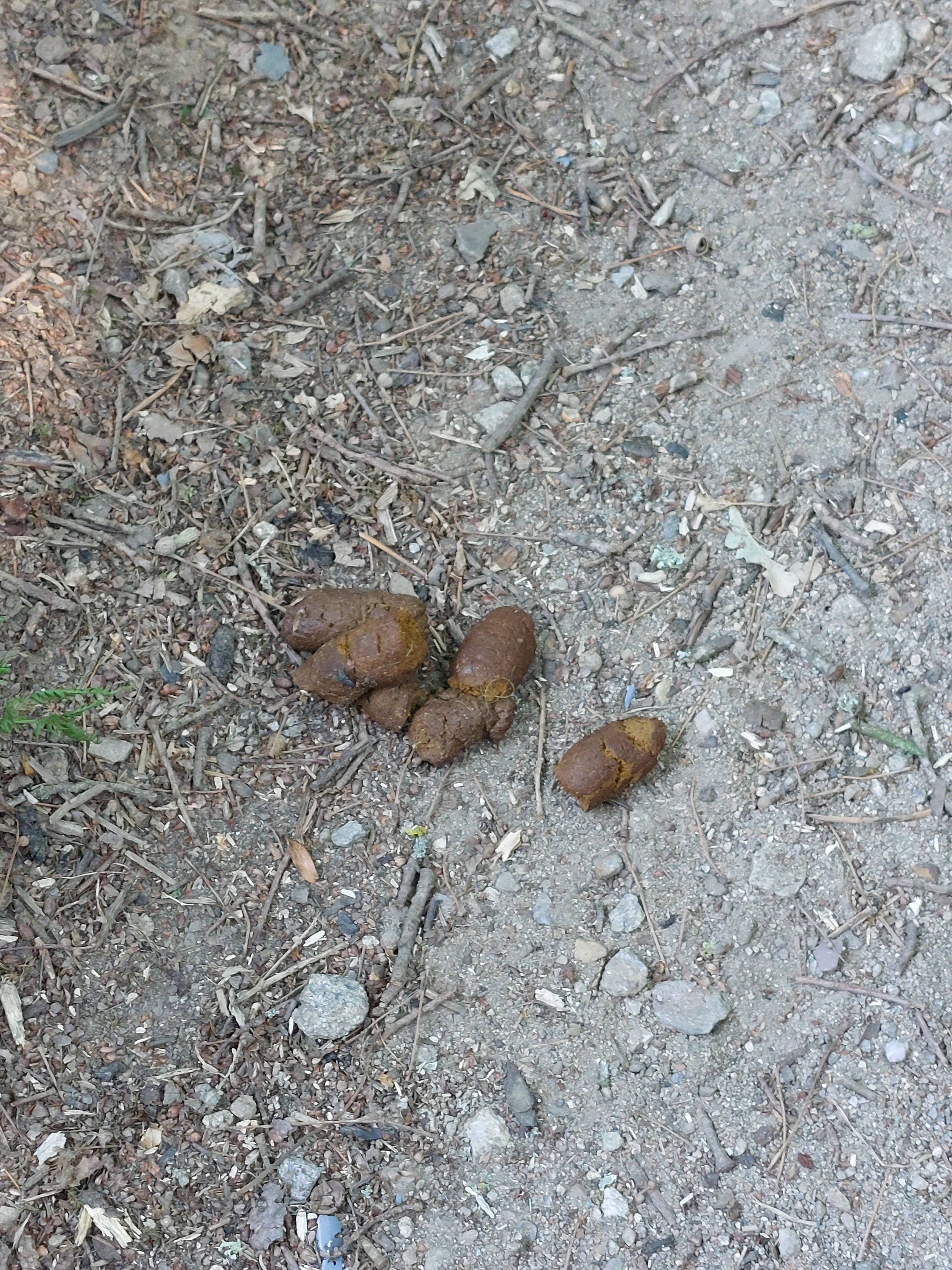 Photo 3 - Déjections canines sur chemin