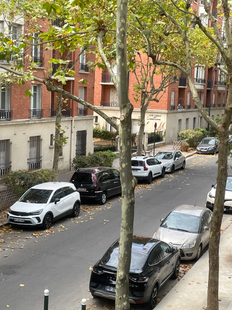 Photo 4 - Platanes feuilles malades
