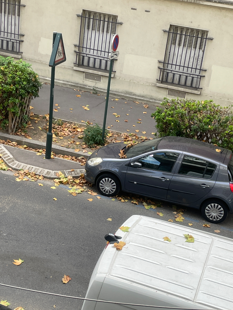 Photo 2 - Platanes feuilles malades