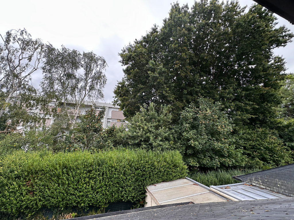 Arbres non élagués envahissants