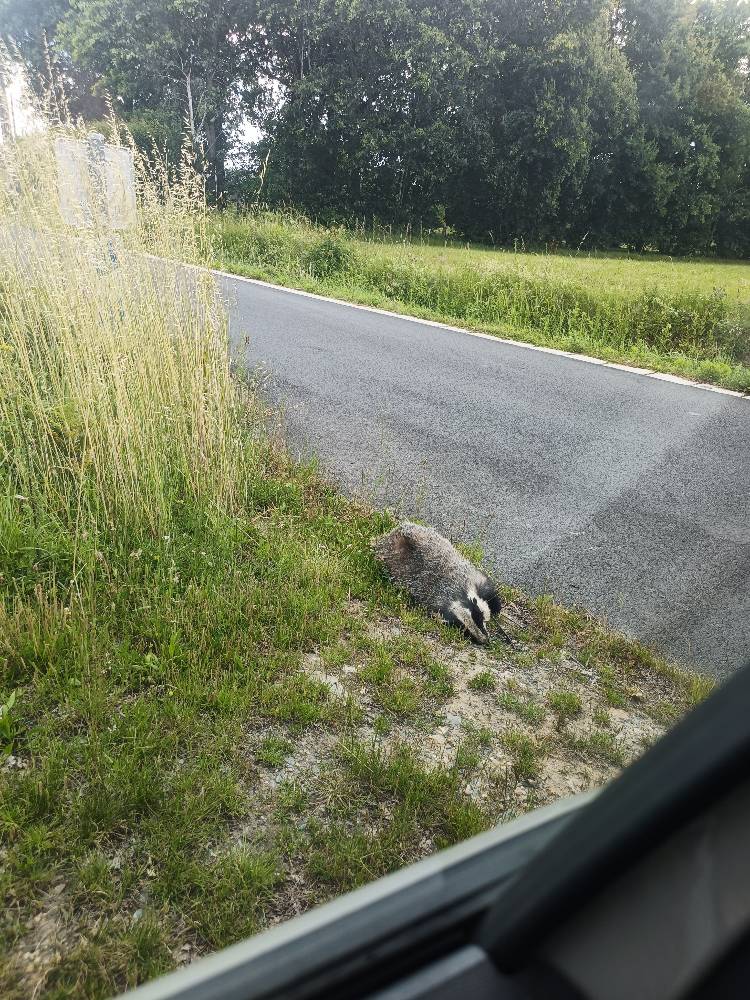 Blaireau mort sur chemin