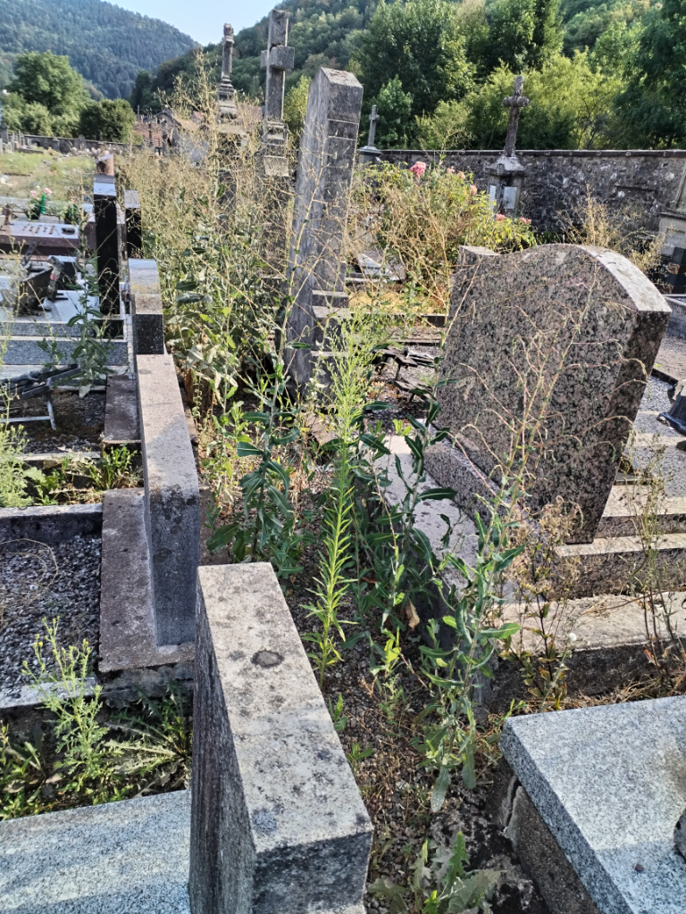 Allées de cimetière envahies
