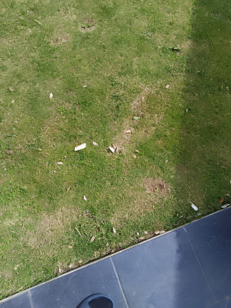 Présence de rats urbains